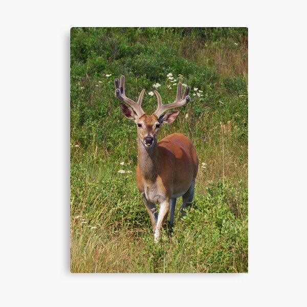 Fenceline Buck Canvas Print