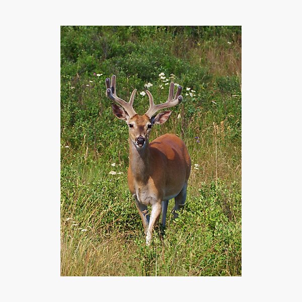 Fenceline Buck Photographic Print
