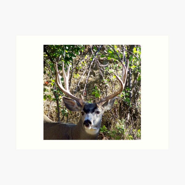 Mule Deer Buck Geschenke Merchandise Redbubble