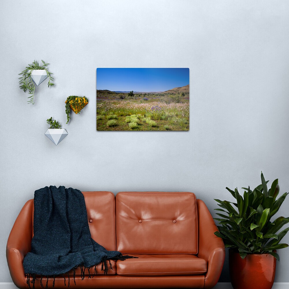 Wild flower meadow in the Flinders Ranges, SA Metal Print