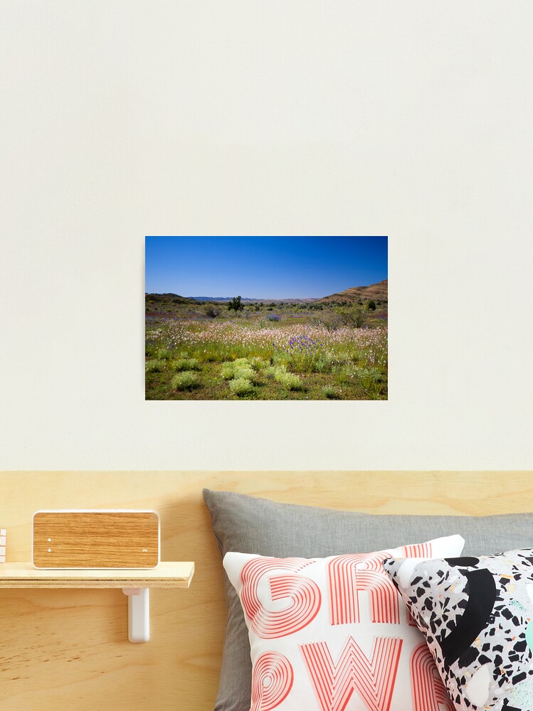 Thumbnail 1 of 3, Photographic Print, Wild flower meadow in the Flinders Ranges, SA designed and sold by Richard Windeyer.