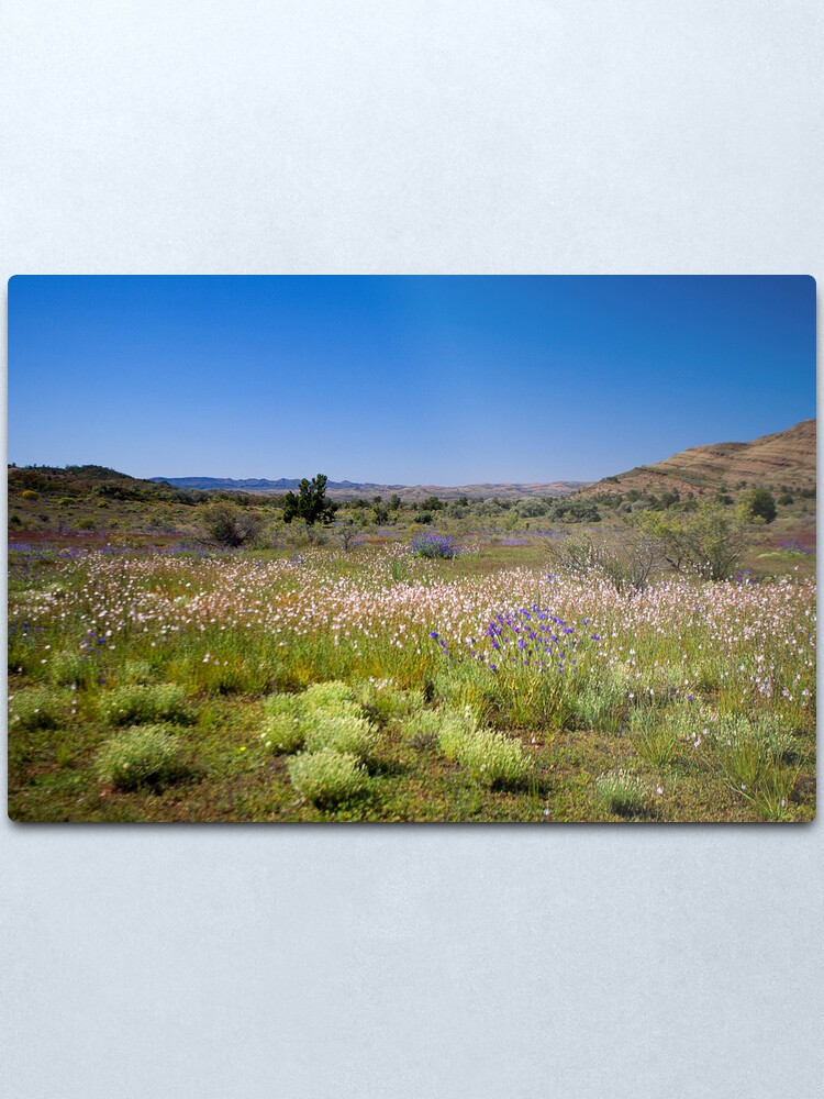 Alternate view of Wild flower meadow in the Flinders Ranges, SA Metal Print