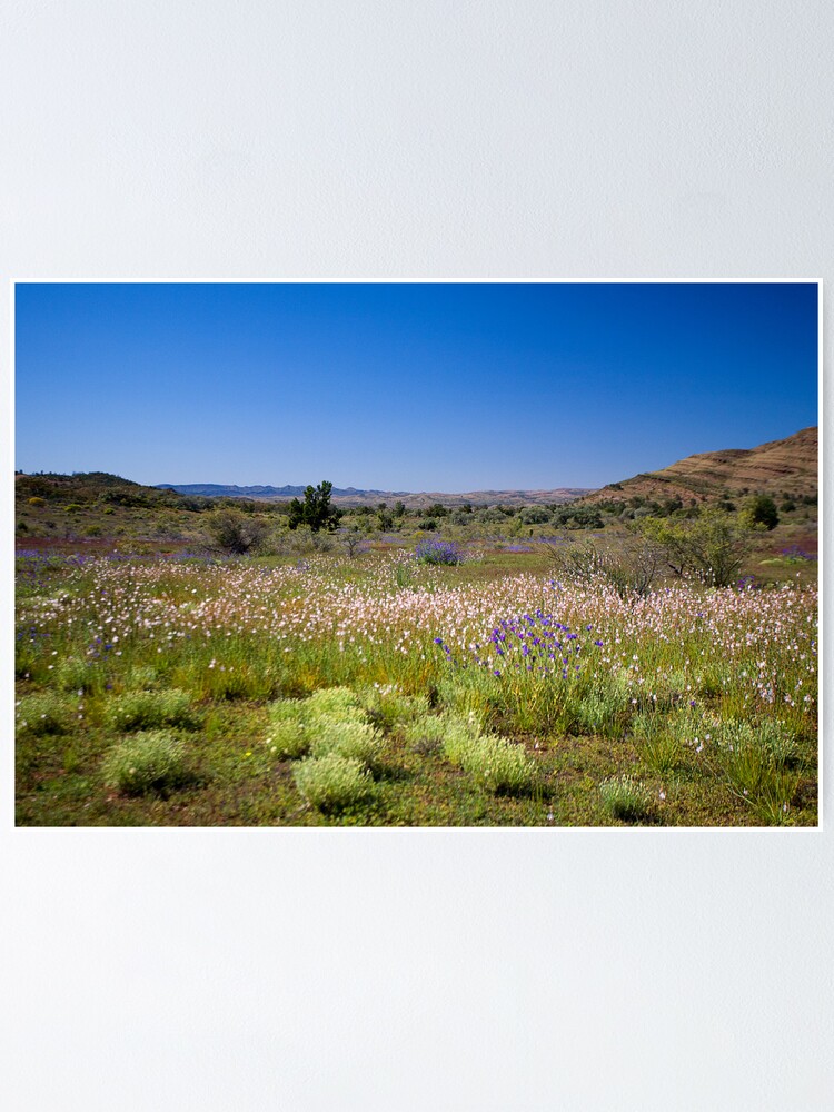 Alternate view of Wild flower meadow in the Flinders Ranges, SA Poster