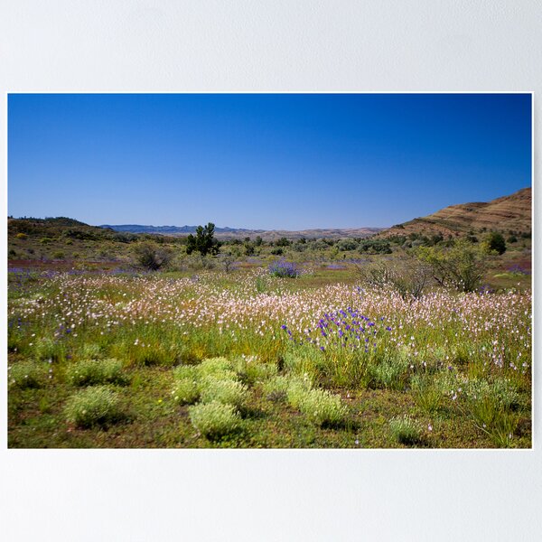 Wild flower meadow in the Flinders Ranges, SA Poster