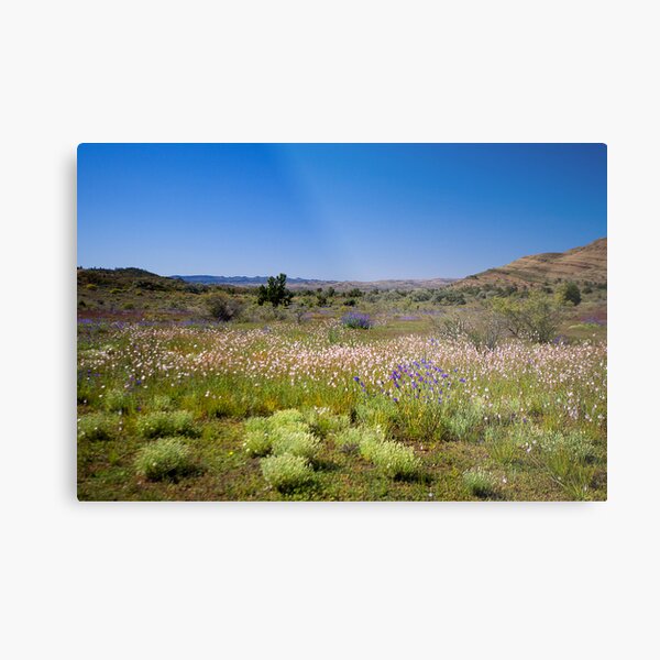 Wild flower meadow in the Flinders Ranges, SA Metal Print