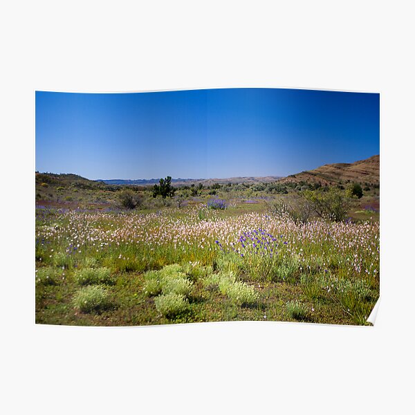 Wild flower meadow in the Flinders Ranges, SA Poster
