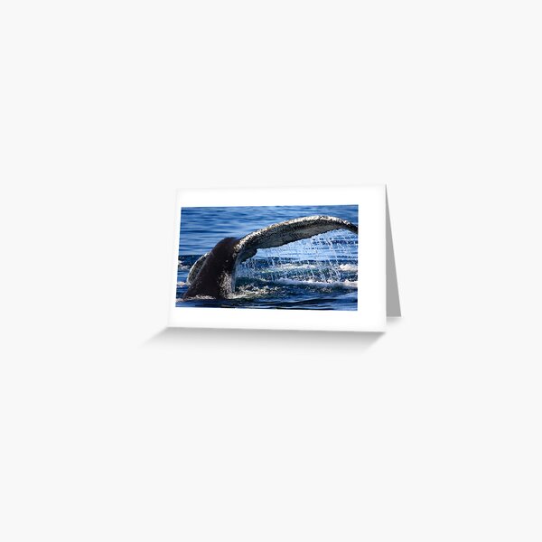 Humpback Whale Tail Greeting Card