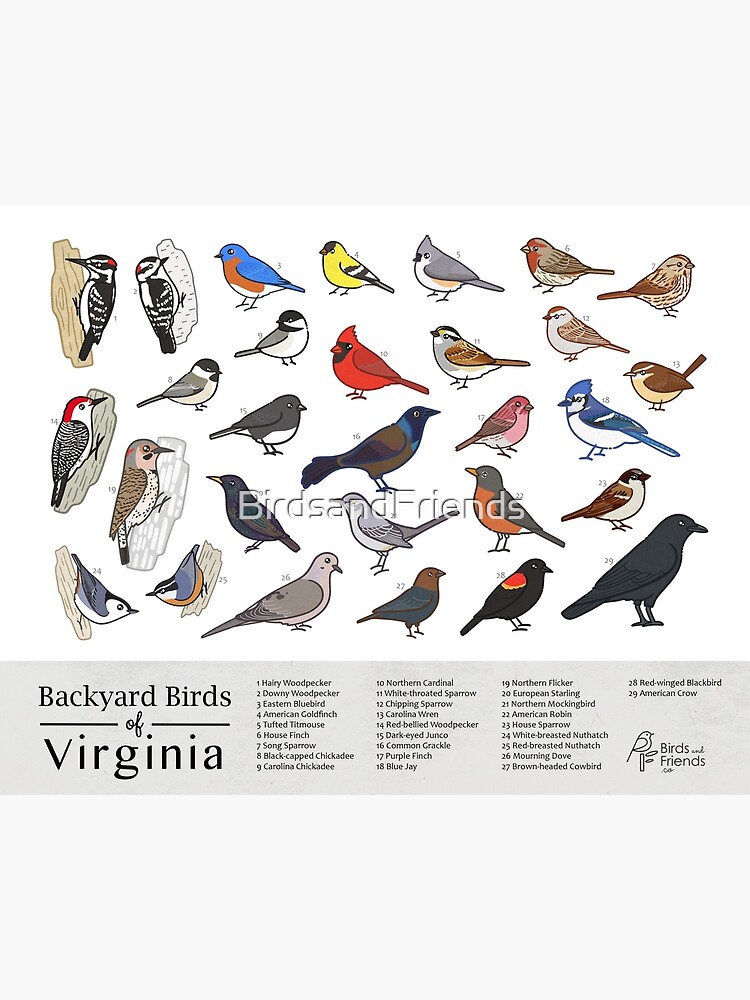 Thumbnail 3 of 3, Poster, Virginia - Backyard Birds of Virginia Field Guide Print - Bird Art Print - BirdsandFriends.co designed and sold by BirdsandFriends.
