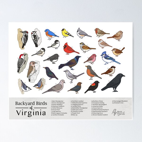 Item preview, Virginia - Backyard Birds of Virginia Field Guide Print - Bird Art Print - BirdsandFriends.co designed and sold by BirdsandFriends.