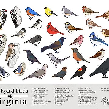 Artwork thumbnail, Virginia - Backyard Birds of Virginia Field Guide Print - Bird Art Print - BirdsandFriends.co by BirdsandFriends