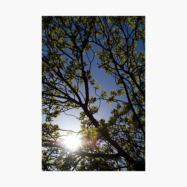 Aperçu de l'œuvre Spring day créée et vendue par Jo  Hall.