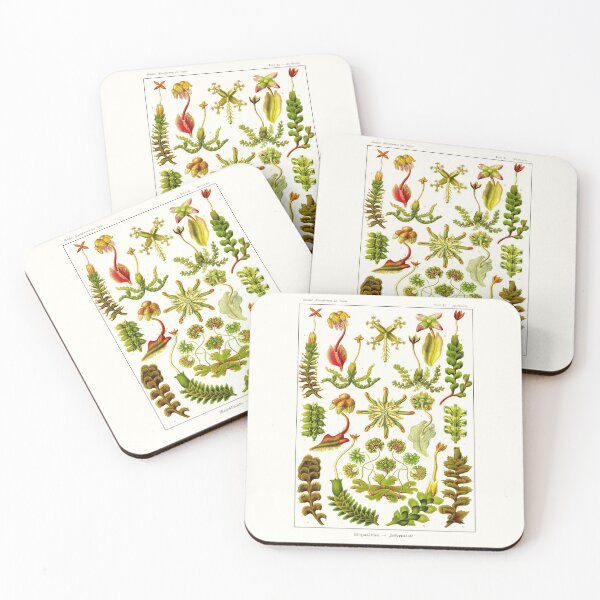 Item preview, Plate 82. Hepaticae (now Marchantiophyta), the liverworts. designed and sold by Squirrox.