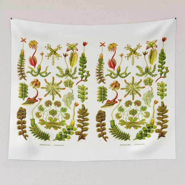 Item preview, Plate 82. Hepaticae (now Marchantiophyta), the liverworts. designed and sold by Squirrox.