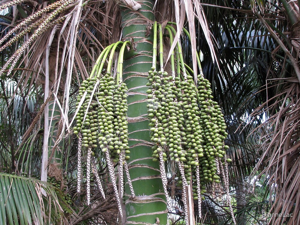 "Lord Howe Island's Kentia Palm" by DianneLac Redbubble