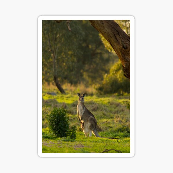 Item preview, Kangaroo with Joey designed and sold by jdrphotos.