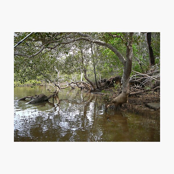 Item preview, Mud Crab Country , Corindi River designed and sold by Robyn J. Blackford.