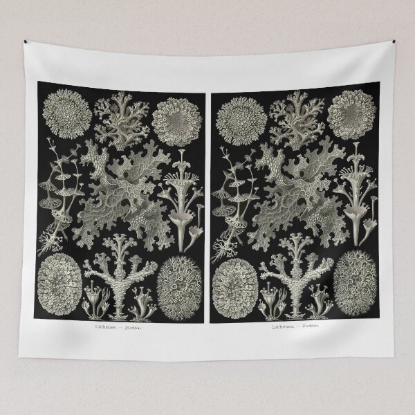 Item preview, Plate 83. Lichens, plants that are actually a symbiotic association of a fungus and an algae (or cyanobacterium). designed and sold by Squirrox.