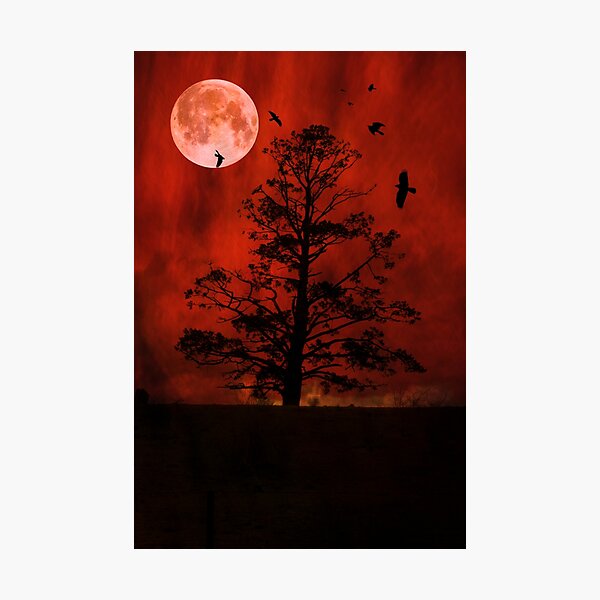 The Witching Tree Photographic Print