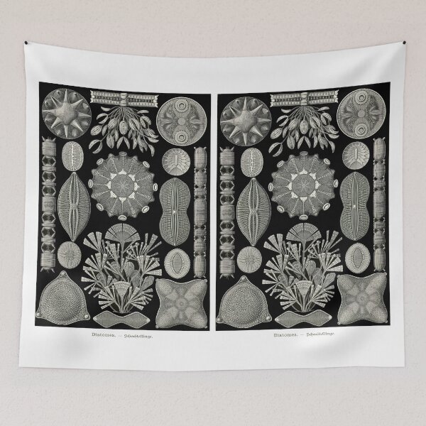 Item preview, Plate 84. Diatoms, a major group of microscopic marine creatures. designed and sold by Squirrox.