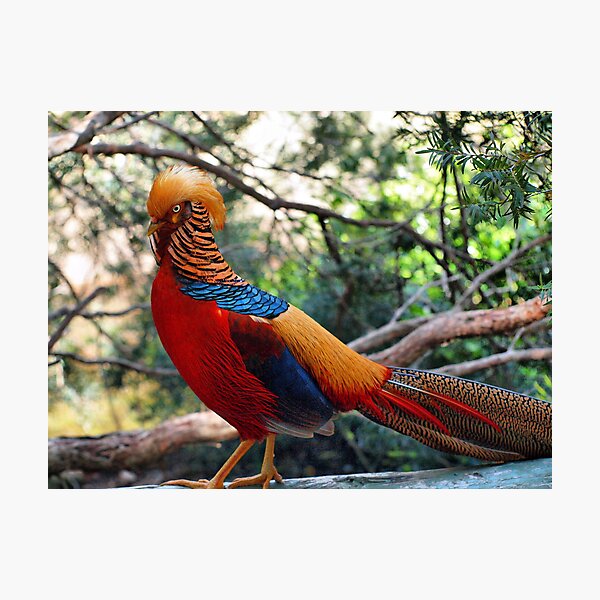 Golden Pheasant (Chrysolophus pictus) Photographic Print