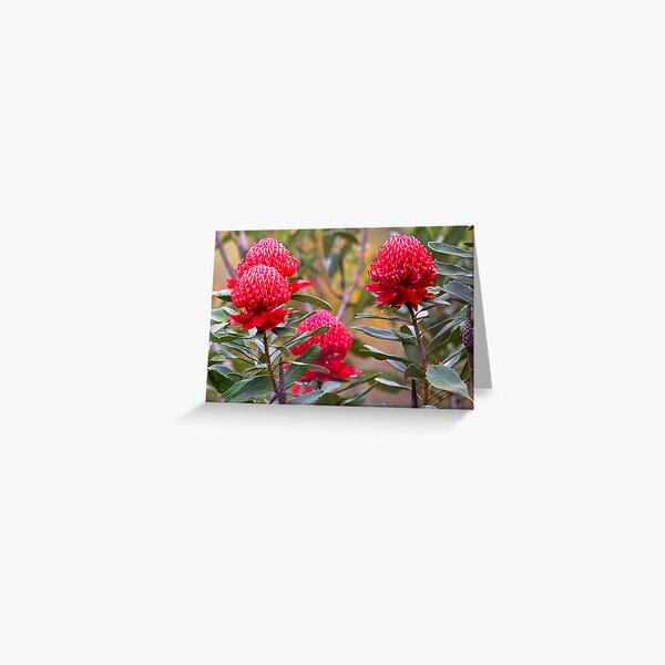 Waratah flowers Greeting Card