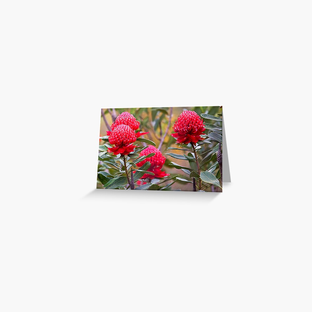Waratah flowers Greeting Card
