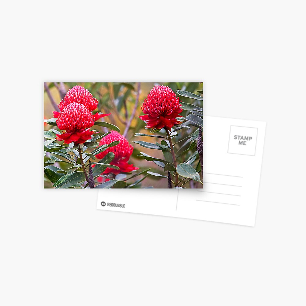 Waratah flowers Postcard