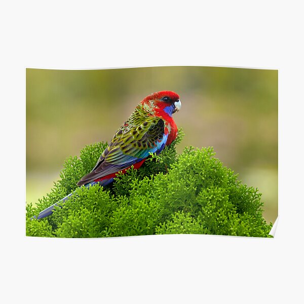 Rosella Poster