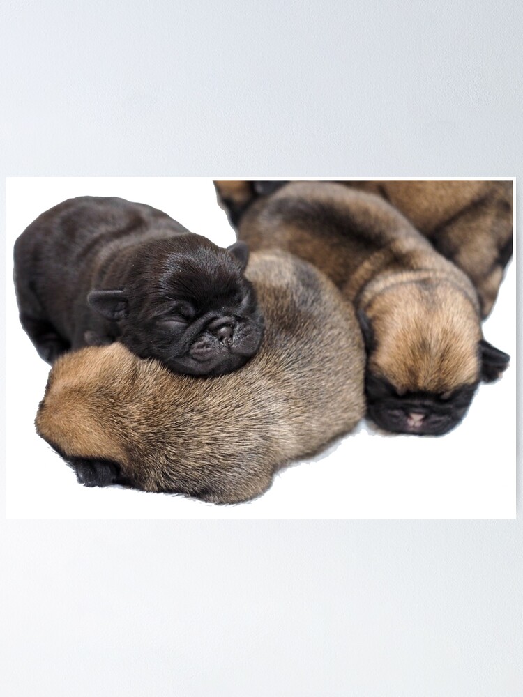 cute pug puppies images