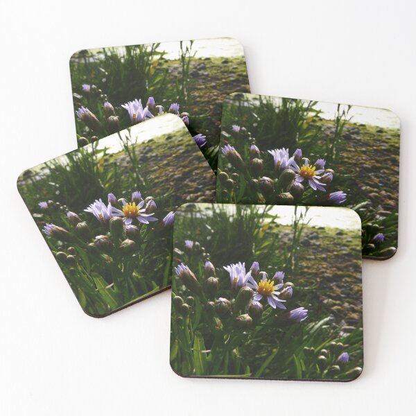 Item preview, Sea Aster (Tripolium pannonicum) designed and sold by IOMWildFlowers.