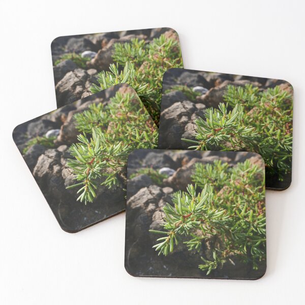 Item preview, Common Sea-Blite (Suaeda maritima) designed and sold by IOMWildFlowers.
