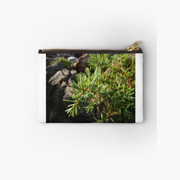Item preview, Common Sea-Blite (Suaeda maritima) designed and sold by IOMWildFlowers.