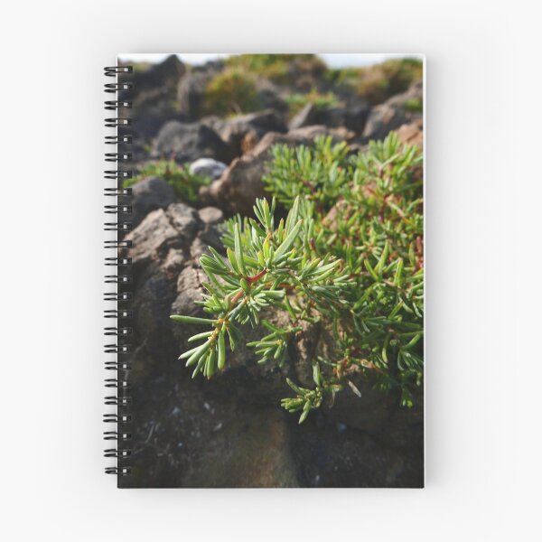 Item preview, Common Sea-Blite (Suaeda maritima) designed and sold by IOMWildFlowers.