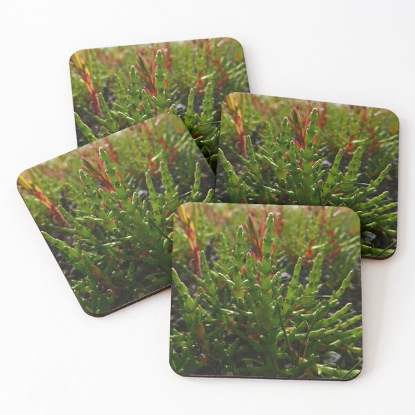 Item preview, Marsh Samphire (Salicornia europaea) designed and sold by IOMWildFlowers.