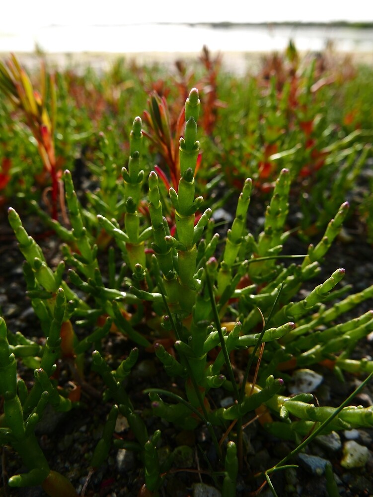 Marsh Samphire (Salicornia europaea) by IOMWildFlowers