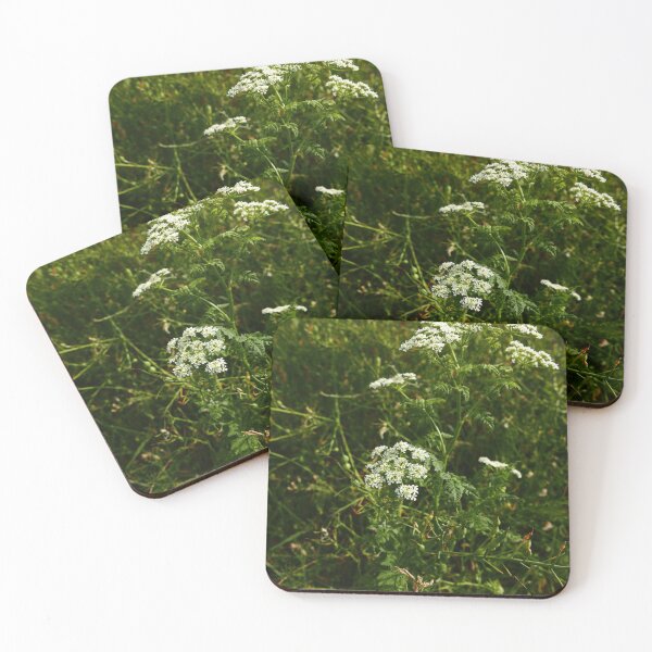 Item preview, Poison Hemlock (Conium maculatum) designed and sold by IOMWildFlowers.