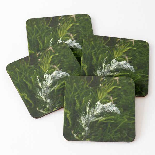 Item preview, Mugwort (Artemisia vulgaris) designed and sold by IOMWildFlowers.
