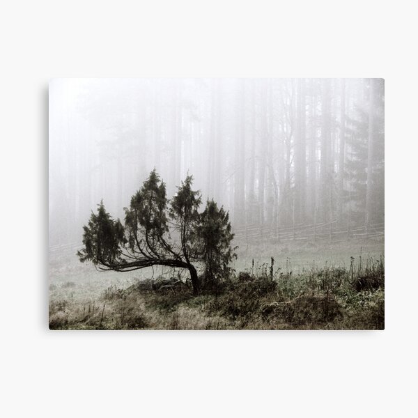 2.11.2010: Juniper Canvas Print
