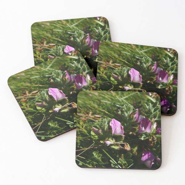 Item preview, Common Restharrow (Ononis repens) designed and sold by IOMWildFlowers.
