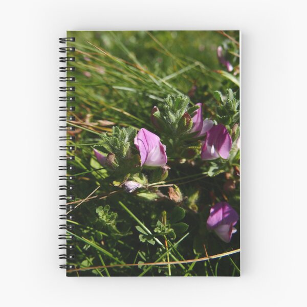 Item preview, Common Restharrow (Ononis repens) designed and sold by IOMWildFlowers.