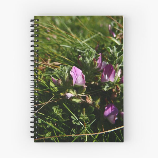 Item preview, Common Restharrow (Ononis repens) designed and sold by IOMWildFlowers.