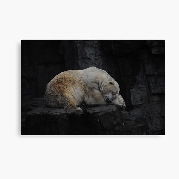 Sleeping Polar bear untouched Canvas Print