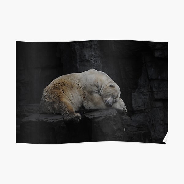 Sleeping Polar bear untouched Poster