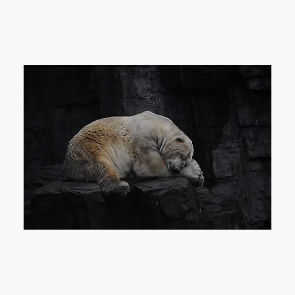 Aperçu de l'œuvre Sleeping Polar bear untouched créée et vendue par Tom Grieve.