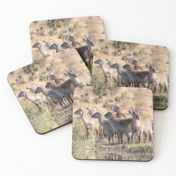 Item preview, A Group of Waterbucks at Biyamiti Weir - Kruger NP, South Africa designed and sold by holgermader.