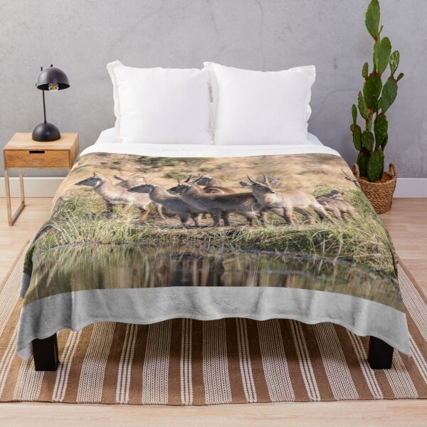Item preview, A Group of Waterbucks at Biyamiti Weir - Kruger NP, South Africa designed and sold by holgermader.