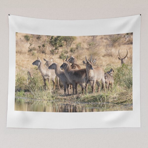 Item preview, A Group of Waterbucks at Biyamiti Weir - Kruger NP, South Africa designed and sold by holgermader.