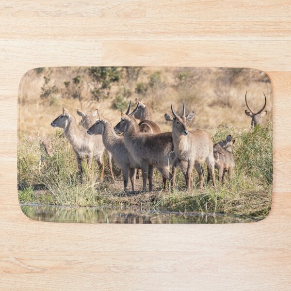 Item preview, A Group of Waterbucks at Biyamiti Weir - Kruger NP, South Africa designed and sold by holgermader.