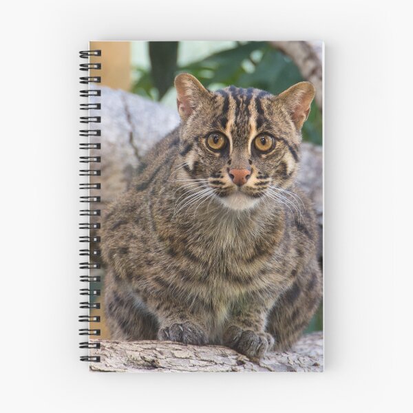 Item preview, Here's Looking at You! designed and sold by Kasia Design.