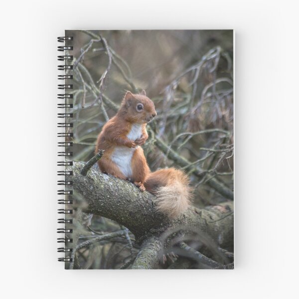 Item preview, Cute little wild woodland red squirrel in the branches designed and sold by HaleyRedshaw.